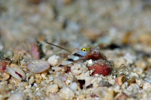 ヒレナガネジリンボウ