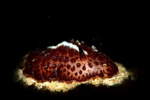 カイメンウミウシ