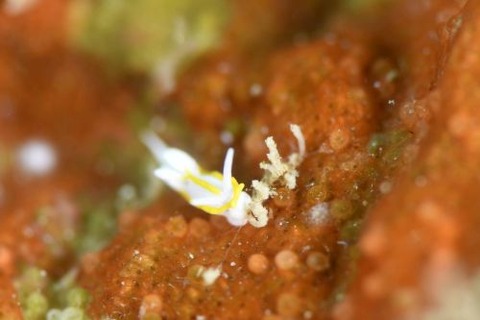 コトヒメウミウシ