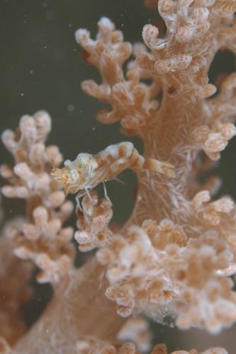 マルミカクレモエビ