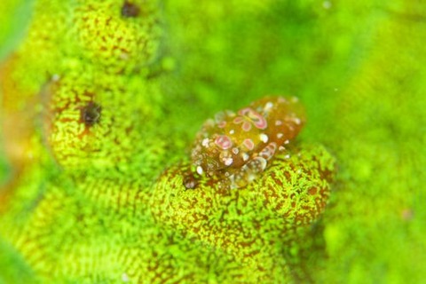 ホヤカクレエビ