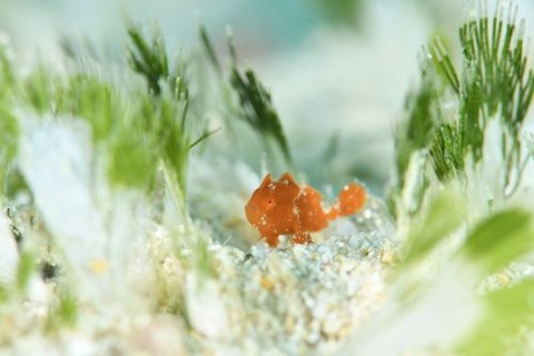 カエルアンコウ科の1種