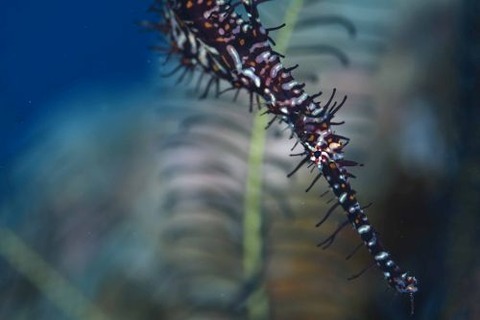 ニシキフウライウオ