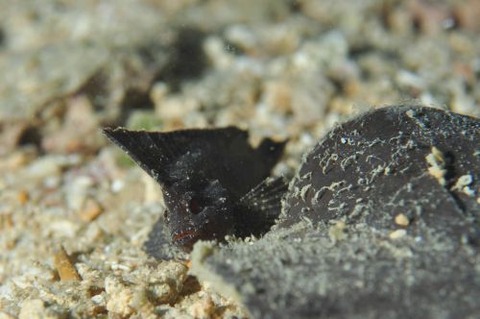 ツマジロオコゼ