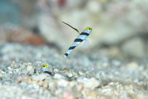 ヒレナガネジリンボウ