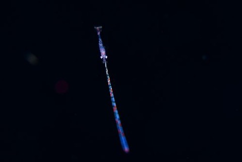 刺激的な水中生物