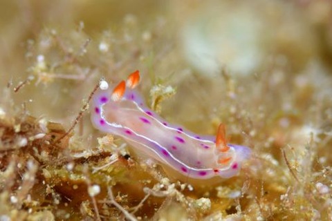 ミカドウミウシ