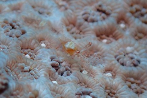 ヒメイソギンチャクエビ属の1種