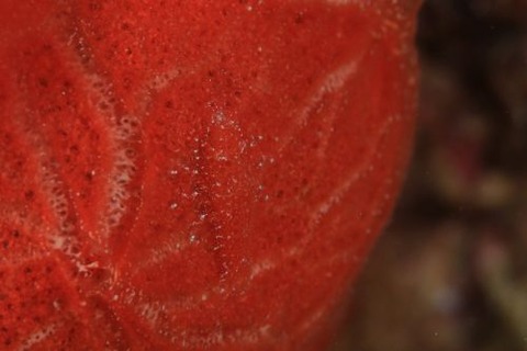 ヂェラストカリス・パロンアェ