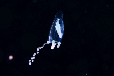 刺激的な水中生物