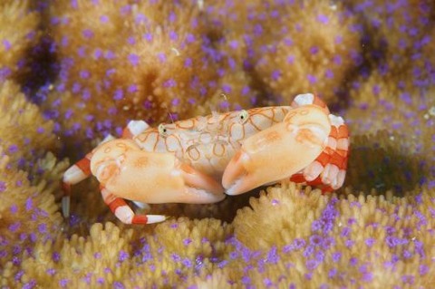 オウギガニ科の1種