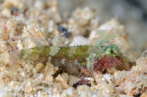 ヘビギンポ科の1種