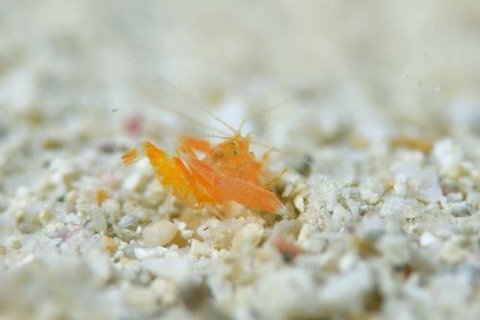 スベスベオトヒメエビ属の1種