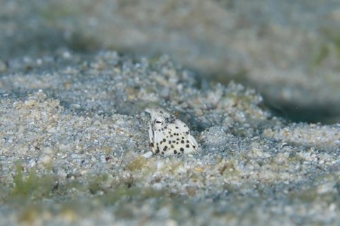 モンヒモウミヘビ