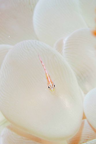 アカスジウミタケハゼ