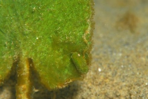 コツブムシのなかま