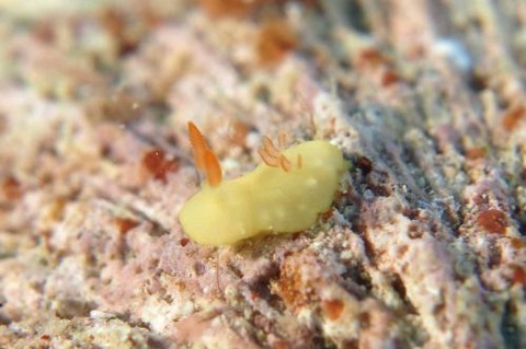 ラボウトウミウシ