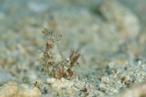 イシエビ科の1種