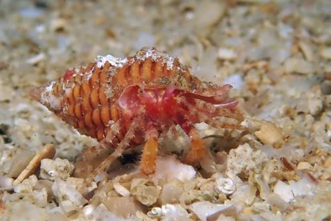 オキナワイトヒキヤドカリ