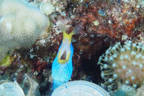 ハナヒゲウツボ