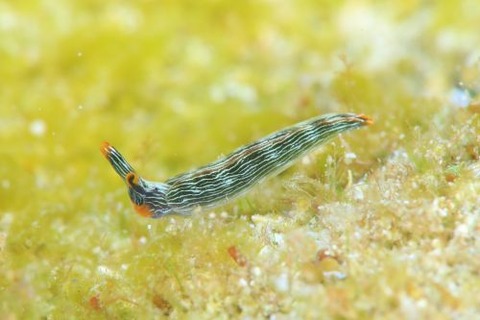 タスジミドリガイ