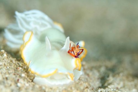 ウミウシカクレエビ
