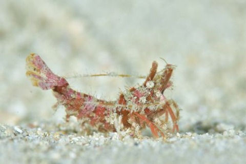 イシエビ科の1種