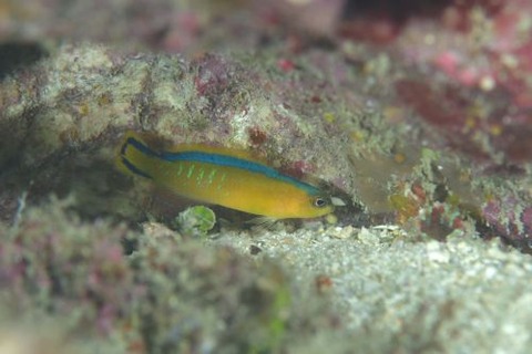 カツイロニセスズメ