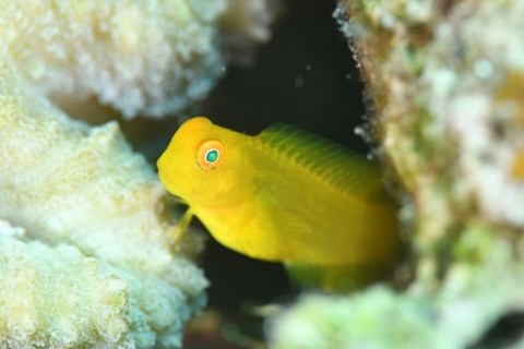 インドカエルウオ