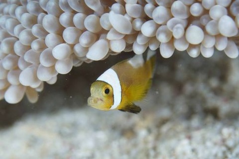 トウアカクマノミ