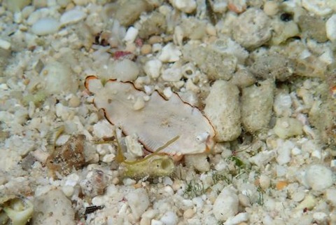 サザナミウシノシタ