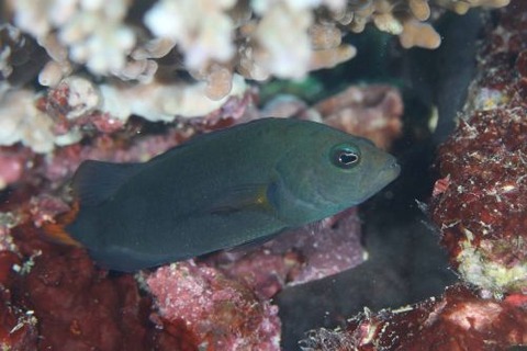 セダカニセスズメ