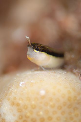 ヒトスジギンポ