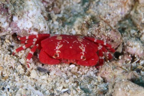 ヒメベニオウギガニ