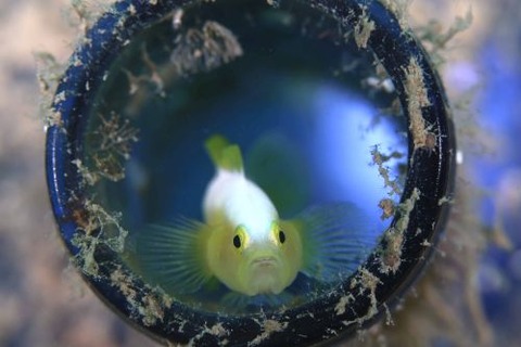 ナカモトイロワケハゼ