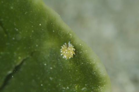 クサイロモウミウシ