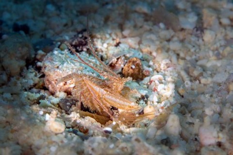 サンゴヒメエビ