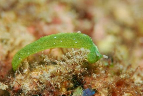 ウチワミドリガイ