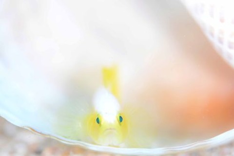 ナカモトイロワケハゼ
