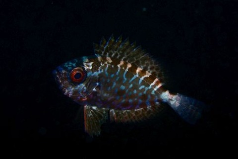 刺激的な水中生物