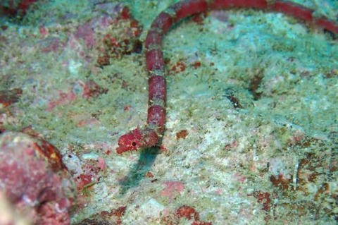 ヨウジウオ科の1種