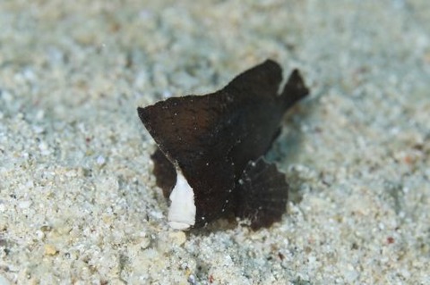 ツマジロオコゼ