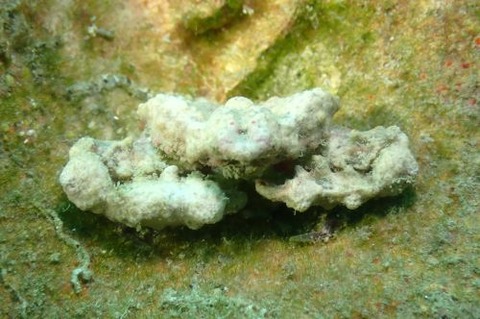 ヒシガニ科の1種