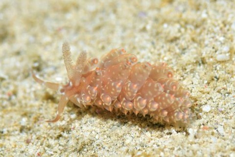 ワグシミノウミウシ