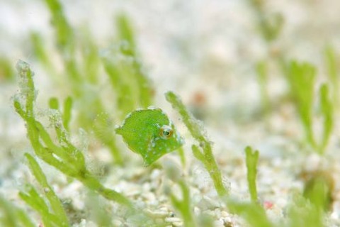 セダカカワハギ