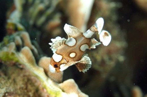 チョウチョウコショウダイ