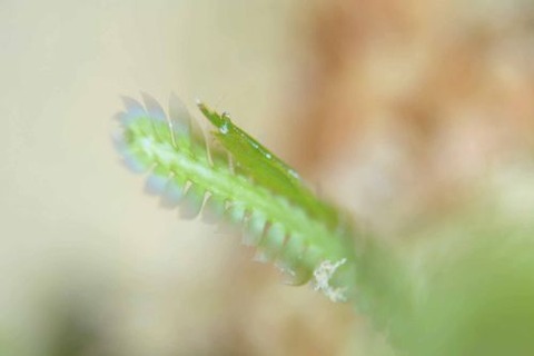 ヒラツノモエビ