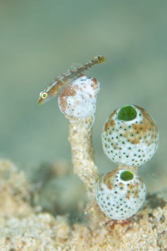 ウミショウブハゼ属の1種