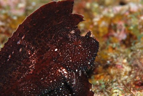 ハダカハオコゼ