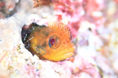 ハダカコケギンポ